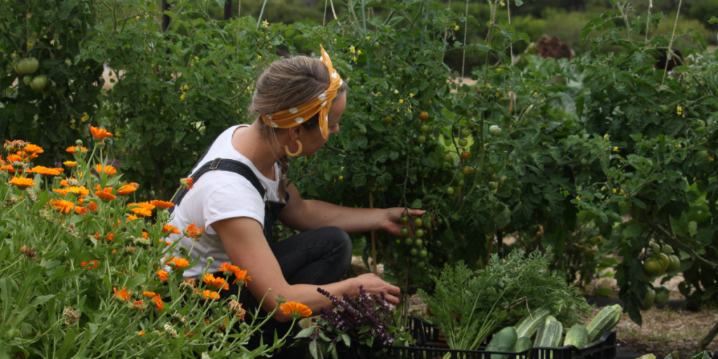 Woman harvesting vegetables in a garden