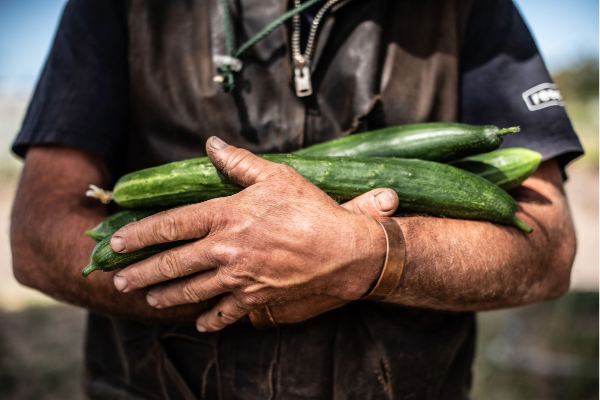 Hands holding fresh picked cucumbers