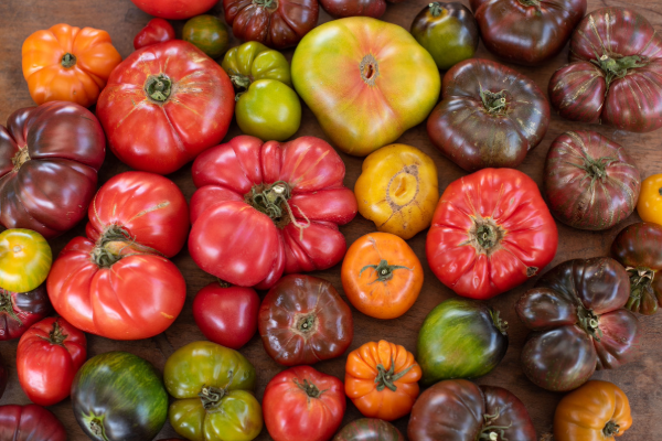 A flatlay photo of many heirloom tomatoes
