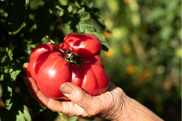 A hand picking a large heirloom red tomato