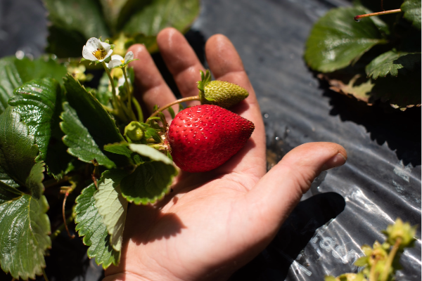 A hand holding a strawberry on a plant