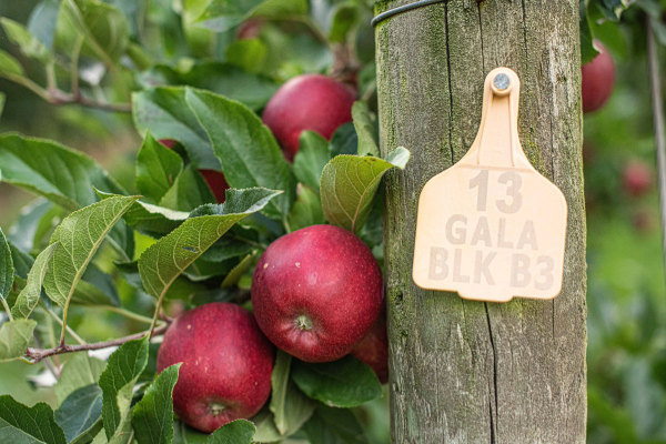 Red apples on a tree with a name tag on a post