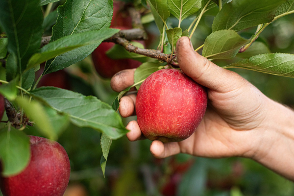 A hand picking a large red apple from a tree