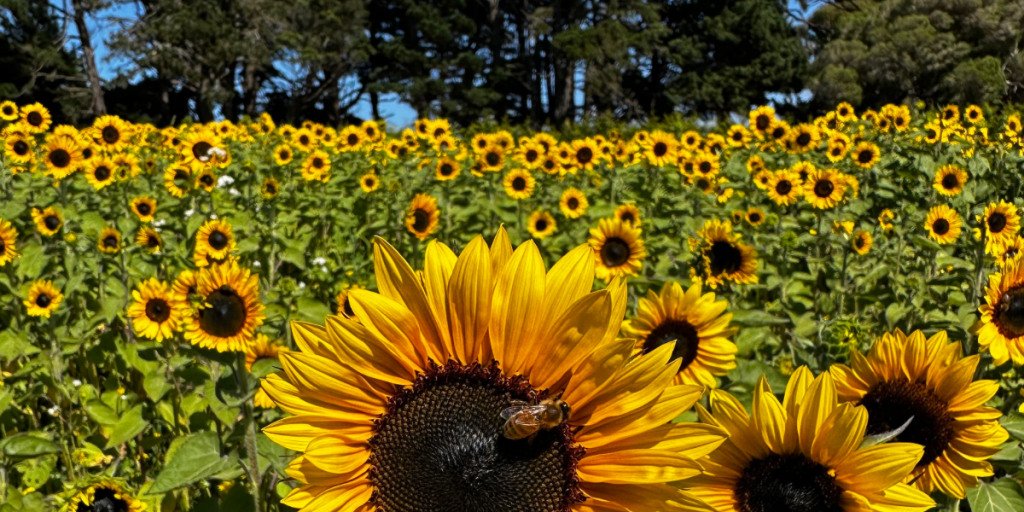 Field of sunflowers in bloom