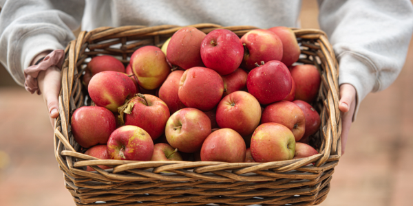 Mock Red Hill apples in a basket.
