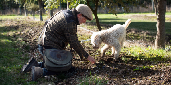 Truffle farmer and dog hunting for truffles