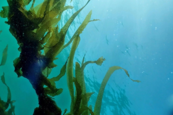 Southern Seagreens kelp off Flinders