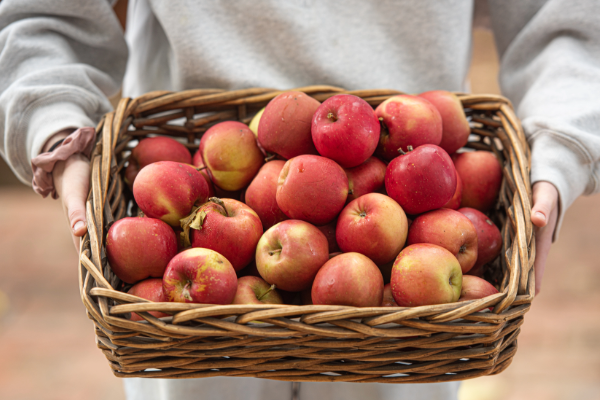 Basket of apples
