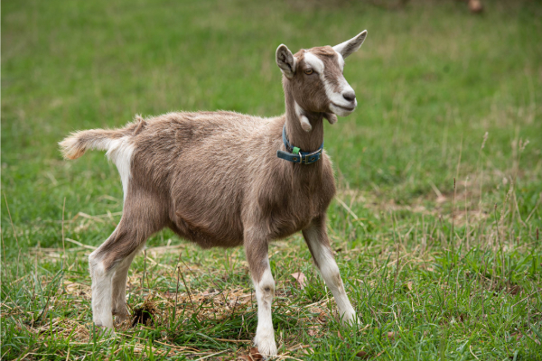 Main Ridge Dairy goat
