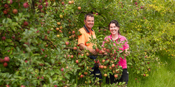 Edwards Apples orchard and farm