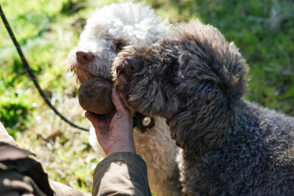 Truffle dogs with a fresh truffle