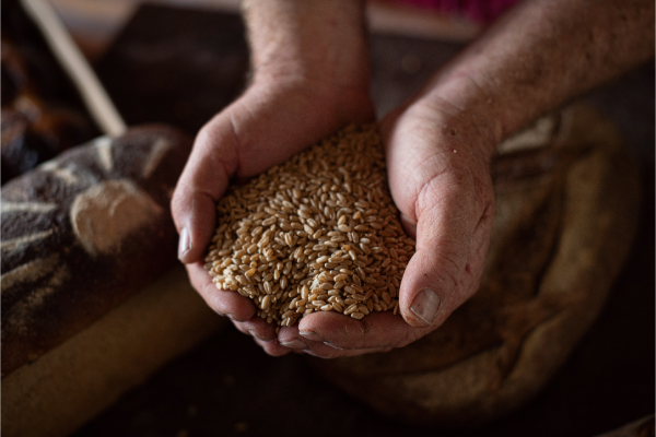 Grain from Tuerong Farm.