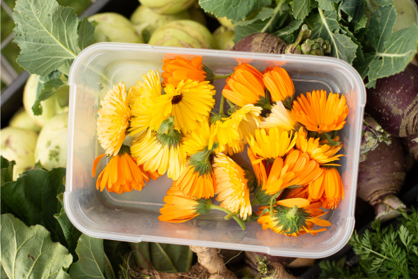 Fresh harvest for Wildgrain